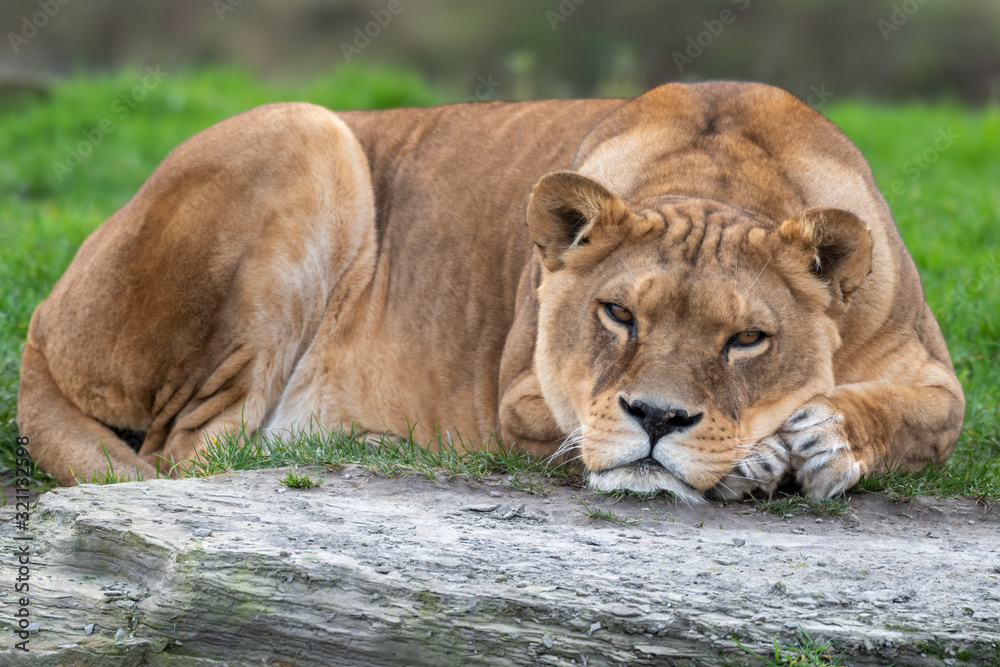 Beautiful Large Female Lion Resting Beautiful Large Female Lion Resting