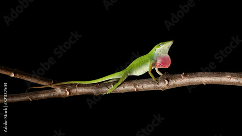 Green anole, Anolis carolinensis, perching on branch, Florida, USA