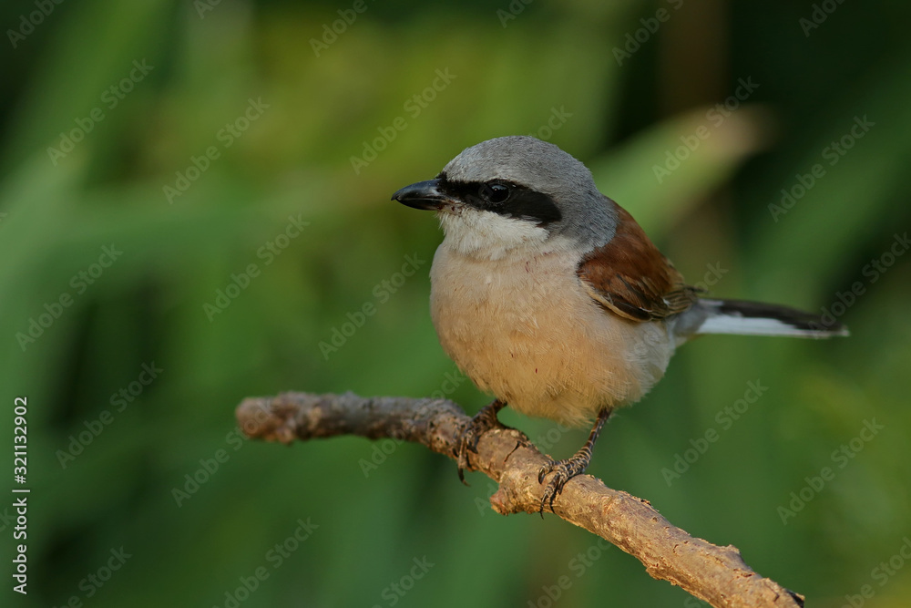 bird on a branch bird on a branch