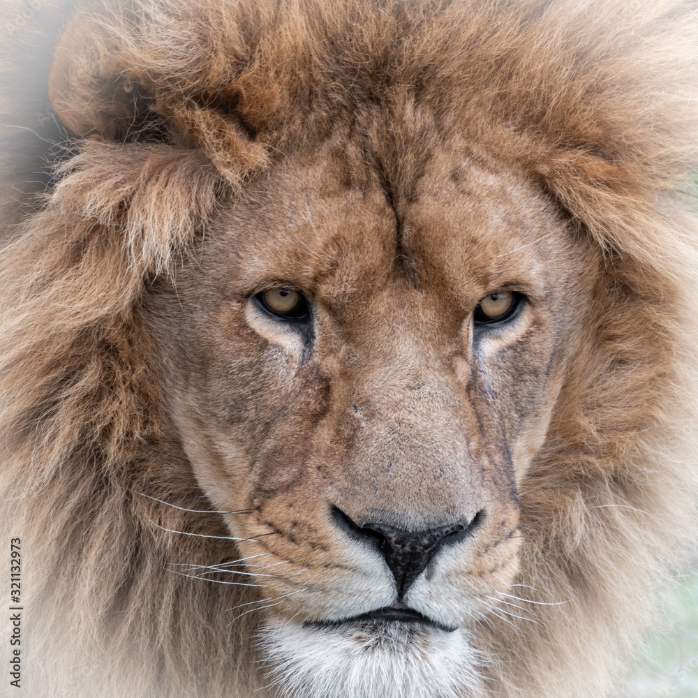 Fototapeta premium Front Portrait of a Large Male Lion 