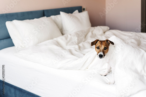 Cute dog Jack Russell Terrier sitting on a white bed in a cozy modern bedroom.