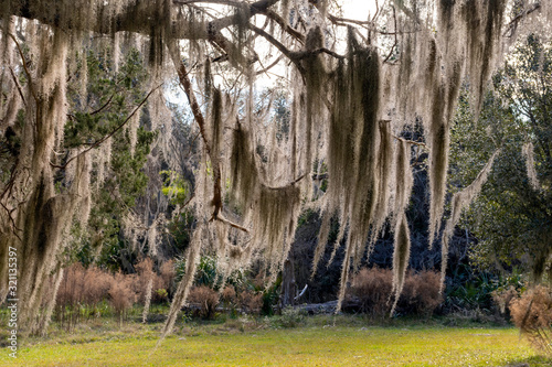 Spanish moss hanging from a live oak tree on Sapelo Island in the lowcountry of coastal Georgia, USA.