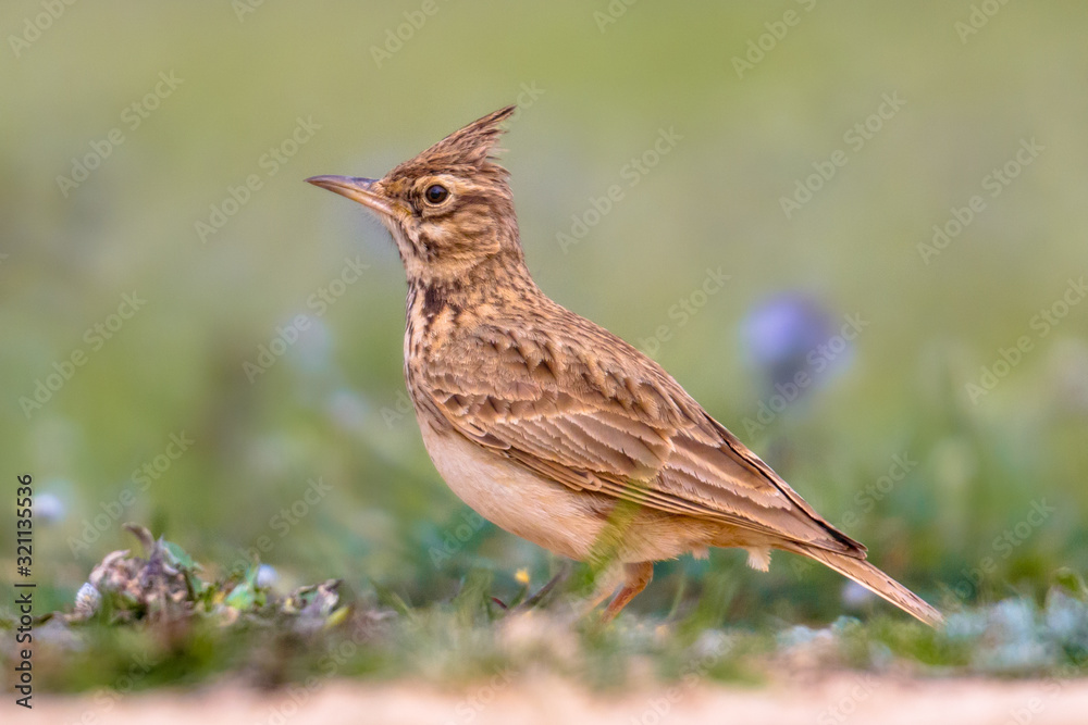 Fototapeta premium Crested lark side view