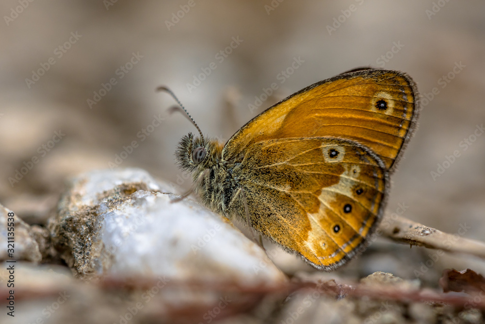 Obraz premium Corsican heath