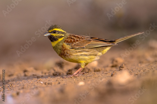 Cirl bunting in garden photo