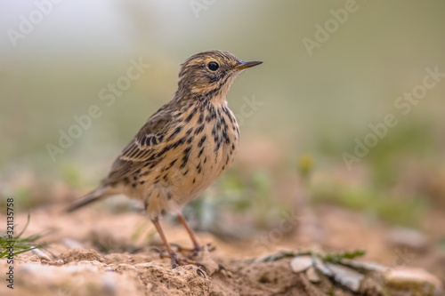 Meadow pipit on bright background