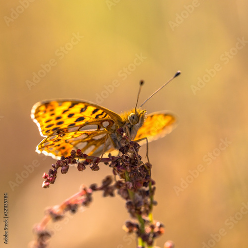 Queen of Spain fritillary