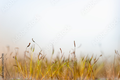 Landscape formed by sporangia