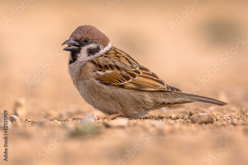 Tree sparrow foraging © creativenature.nl