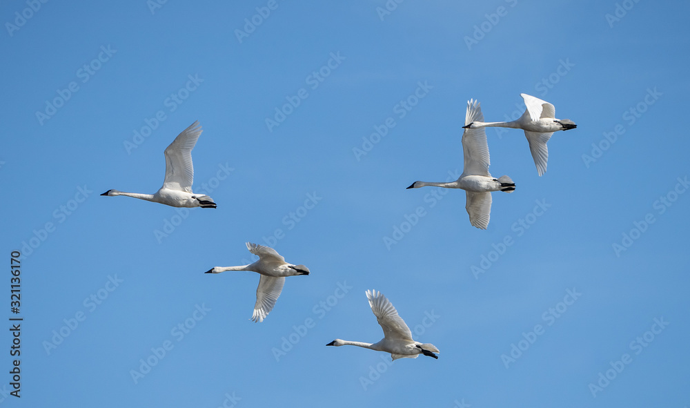 Tundra swans (cygnus columbianus) flying against blue sky Tundra swans (cygnus columbianus) flying against blue sky