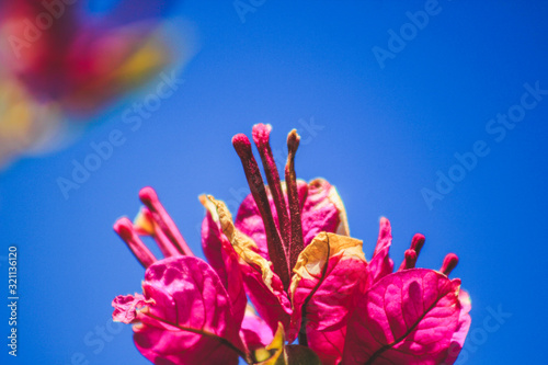 macro close up of beautiful pink flowers against blue summer sky in Mallorca  Spain
