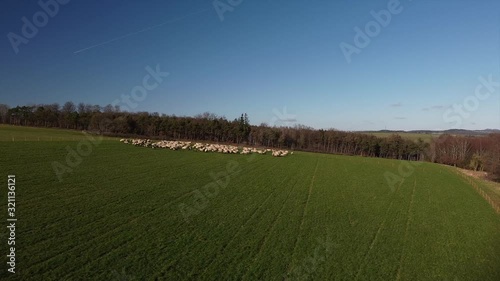 Schafherde in der Eifel, kein wolfssicherer Zaun photo