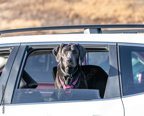 Labrador Retriever in Car