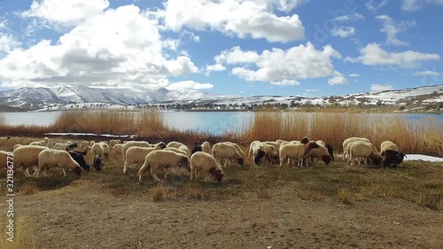 Handheld shot of sheep grazing on field by lake against sky, Imilchil, Draa-Tafilalet, Morocco photo