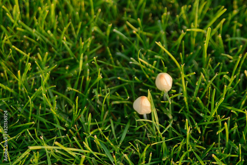 Mushrooms parasites beautiful green lawn
