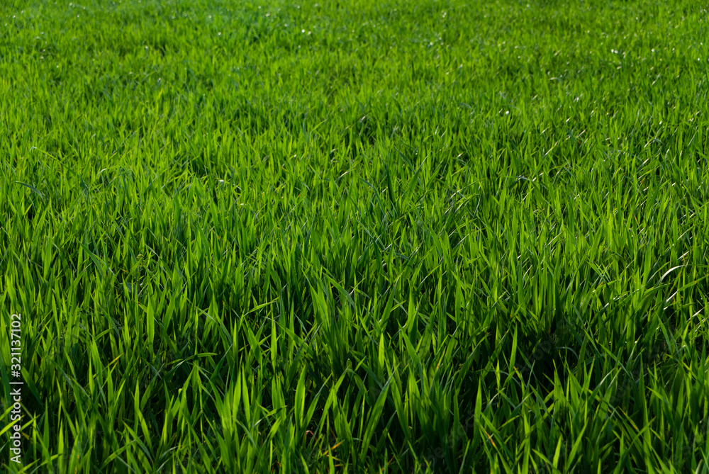 Grassin Southern Italian countryside (Basilicata) Grassin Southern Italian countryside (Basilicata)
