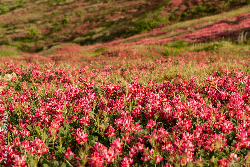 Flowers during the spring in Southern Italian countryside (Basilicata)