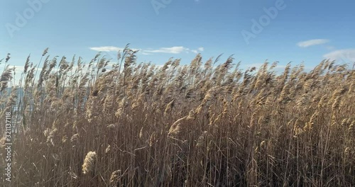 Reed near river over the blue sky