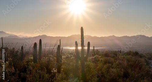 Giant Saguaros in Cactus Forest of Saguaro National Park and Mountains in Distance at Sunset - Tucson, Arizona, USA