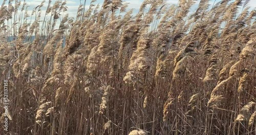 Reed over the blue sky