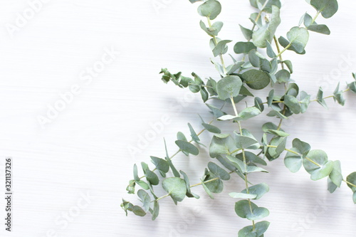 Eucalyptus gunnii - cider leaves  green