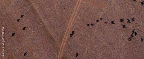 Aerial view of cows walking on agricultural field on sunny day, Western Cape, South Africa