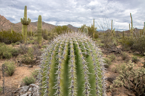 Saguaro National Park - Tucson, Arizona, USA