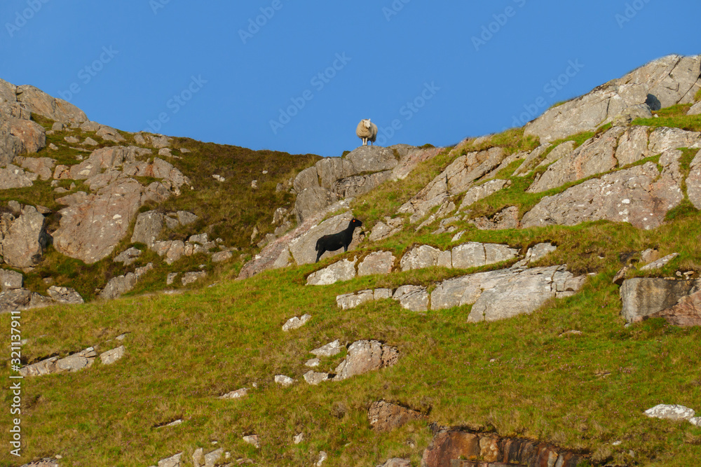 Schwarzes und weißes Schaf auf einer felsigen, Weide in den Highlands von Schottland Schwarzes und weißes Schaf auf einer felsigen, Weide in den Highlands von Schottland