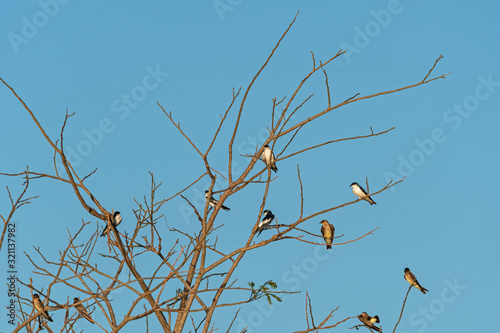 White Winged Swallows and Rough Winged Swallows in the Pantanal