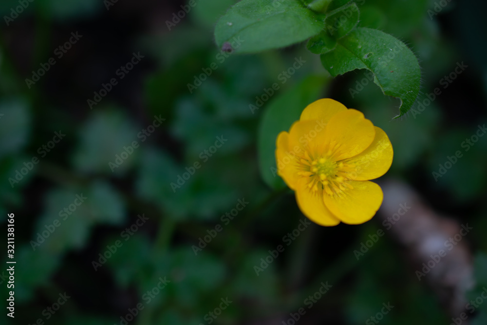 Creeping buttercup (Ranunculus repens) flower on a blurry green background, on a forest in Galicia, NW Spain Creeping buttercup (Ranunculus repens) flower on a blurry green background, on a forest in Galicia, NW Spain