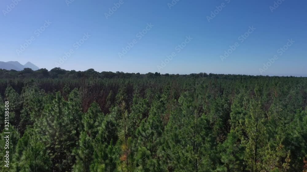 Scenic view green trees in vast forest, Tsitsikamma National Park, South Africa Scenic view green trees in vast forest, Tsitsikamma National Park, South Africa