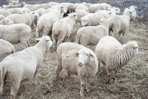 Sheep farm, herd outside bio organic, yard farming