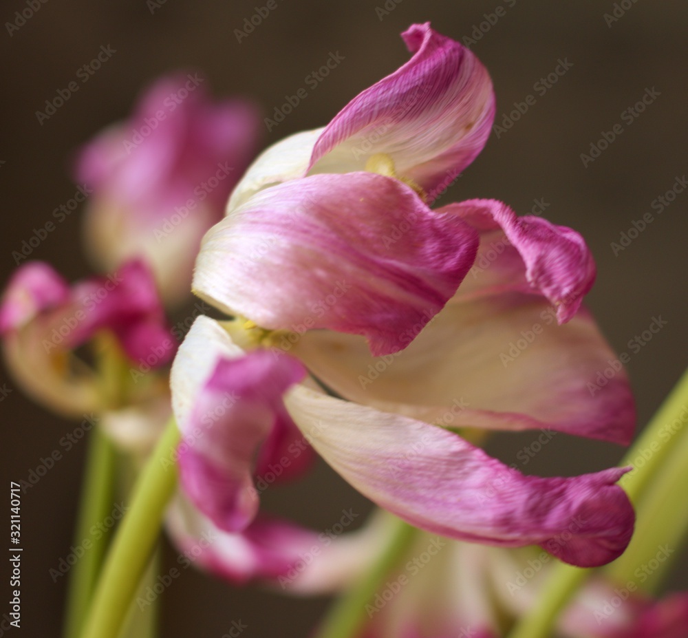 Obraz premium pink tulip in the garden