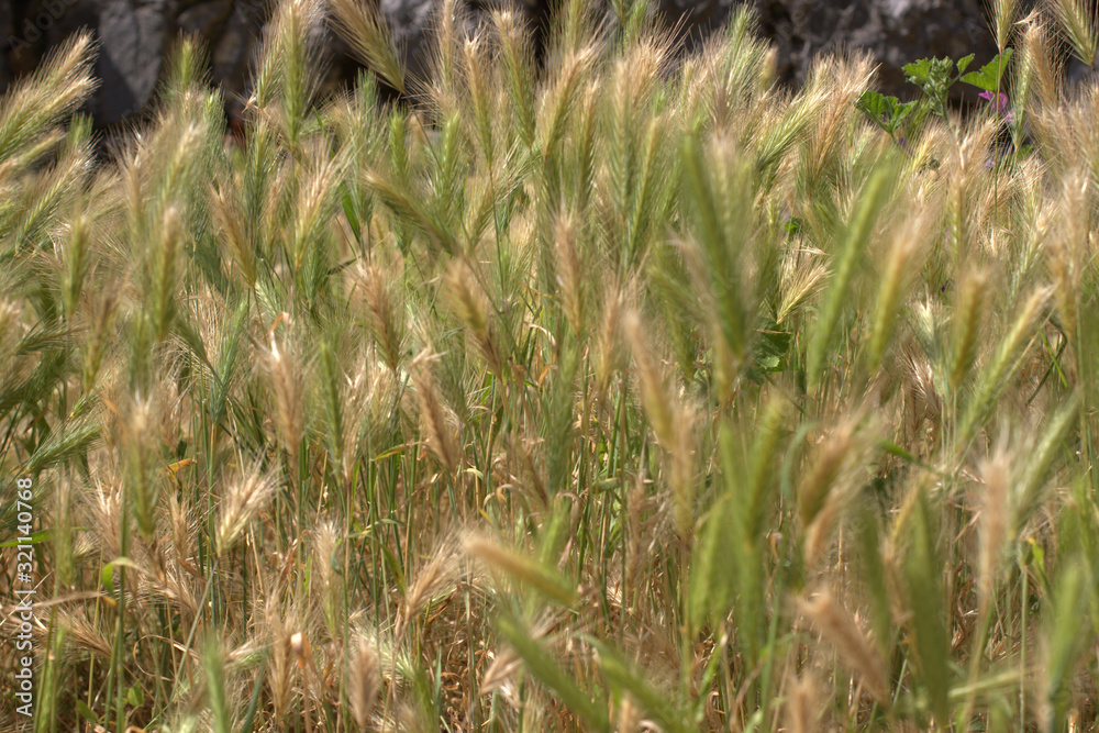 grass in the field grass in the field