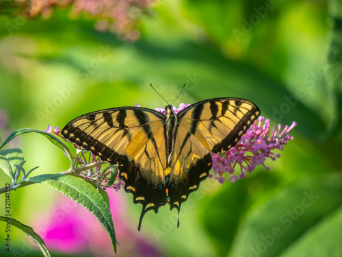 Papilio glaucus, eastern tiger swallowtail, © John Anderson