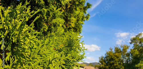 Wallpaper Mural Leaves thuja and clouds in the background Torontodigital.ca