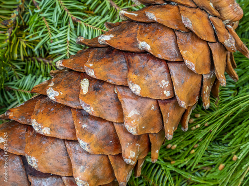 Coulter pine or big-cone pine, Pinus coulteri, is a native of the coastal mountains of Southern California photo