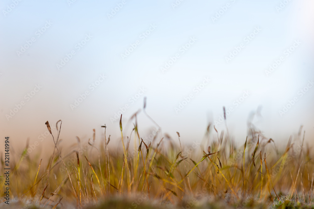 Landscape formed by sporangia