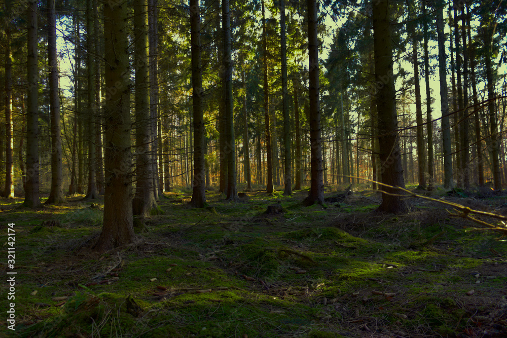 Wald Wald