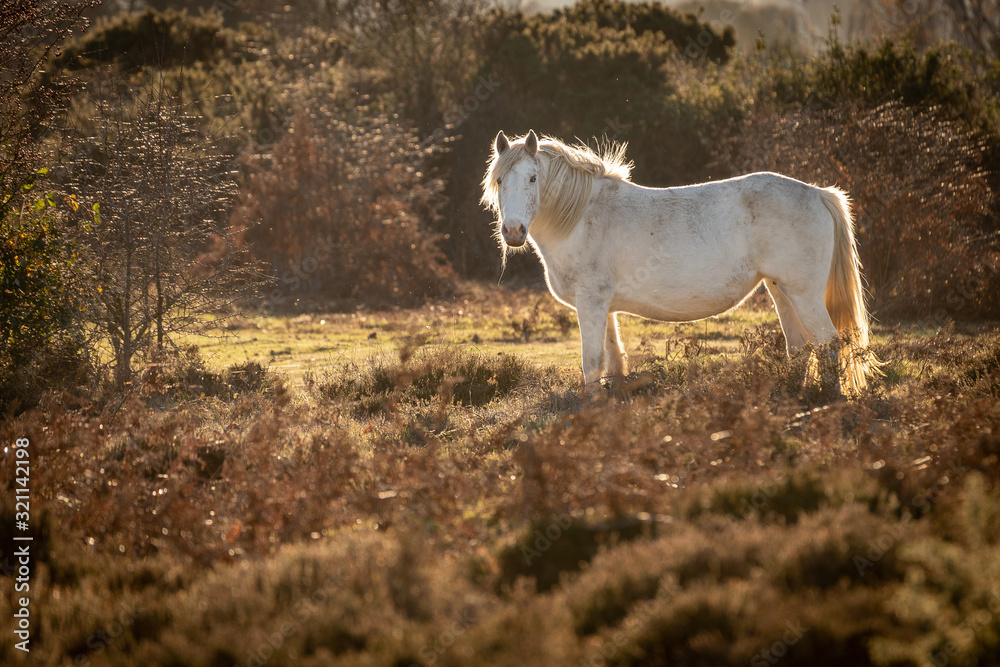 Horse roaming heathland with natural backlight Horse roaming heathland with natural backlight