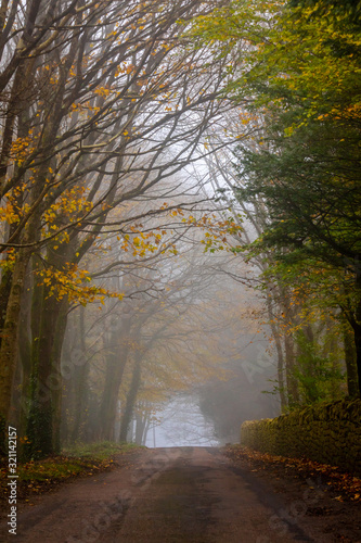 misty morning on road in woods