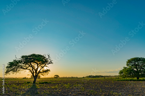 Planta de Algarrobo tapando el Sol, Atardecer de Campo