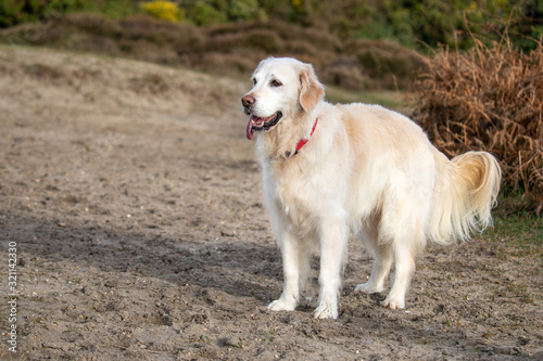 Happy golden retriever on sandy heathland walk