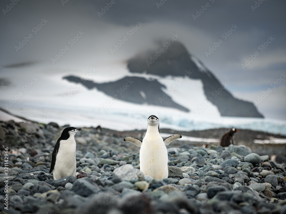 Fototapeta premium close up view to penguin Chinstrap on the beach