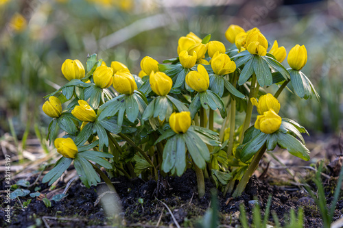 Winterlinge im Garten photo