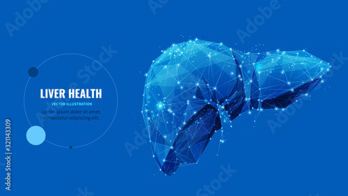 Liver health low poly wireframe banner vector template. Cirrhosis and hepatitis medical treatment, transplantation service poster polygonal design. Human organ 3d mesh art with connected dots