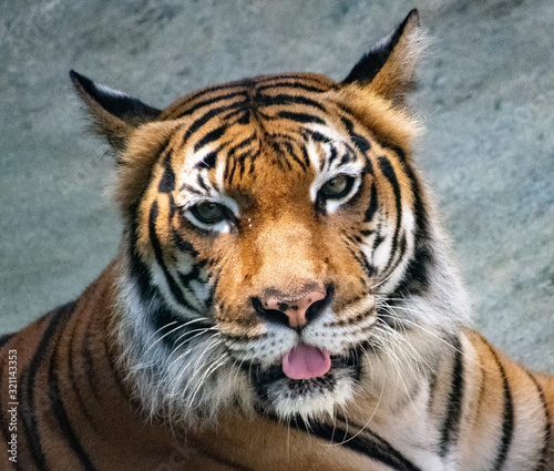 tiger