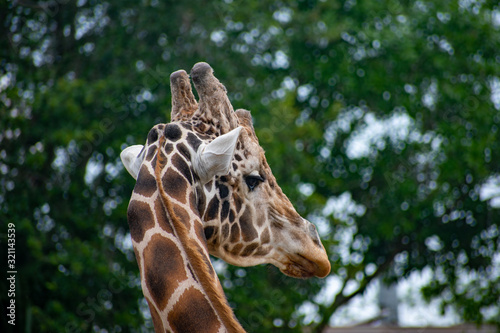 Canvas Print giraffe