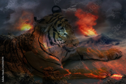 sunset tiger © sophia