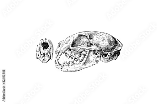 Cat Skull - Vintage Engraved Illustration 1889 © Walter Cicchetti